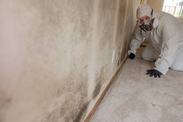 Reliable Lowesville, NC Mold Removal Solutions